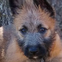 Puppy girl number 1 - Mahogany female Belgian Laekenois puppy in Ball Ground, Georgia from COSWALD  BELGIAN  LAEKENOIS
