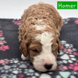 Homer - Red male Bernedoodle puppy in Neillsville, Wisconsin from Granton Creek