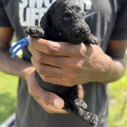 Poodle Puppies from Tyler Family Poodles