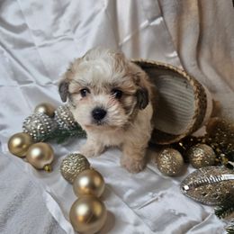 Biscuit - Cream and white male Shih Tzu puppy in Tuscola, Illinois from Dream on puppies
