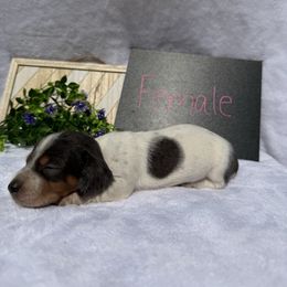 Girl 3 - Piebald female Dachshund puppy in Stilwell, Oklahoma from Johnson Dachshund’s
