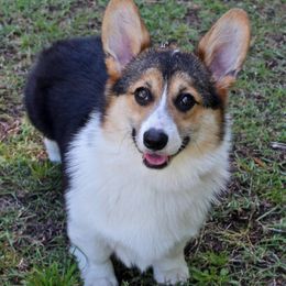 Pembroke Welsh Corgis from Carwyn of Wales