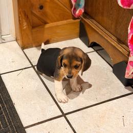 Girl 4 - Blue tan and white female Beagle puppy in Plainfield, Wisconsin from I Wanna Hunt Too