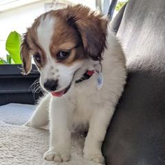 Mooi - Nederlandse Kooikerhondje puppy in Tampa, Florida from Lenders Land