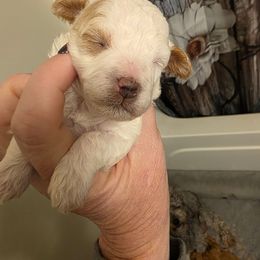 Baby girl - Parti female Poodle puppy in Louisville, Mississippi from Cindy's Poodles