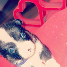 American Corgi Puppies from Highland corgis