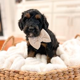 Linus - Tri-color male Bernedoodle puppy in Sulphur, Louisiana from Curly Q’s Of Carlyss