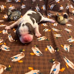 Canvasback - Liver white and roan male English Springer Spaniel puppy in Braidwood, Illinois from A & R Springers