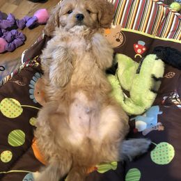 Cavachon, Cavalier King Charles Spaniel, and Cavapoo Puppies from Comfort Cavs