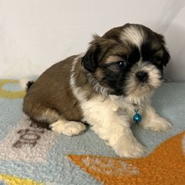 Boy 2 - Red and white Shih Tzu puppy in Fresno, California from Royally Mad Shihtz