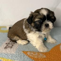 Boy 2 - Red and white Shih Tzu puppy in Fresno, California from Royally Mad Shihtz