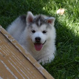 Siberian Husky Puppies from Pachodi Kennels