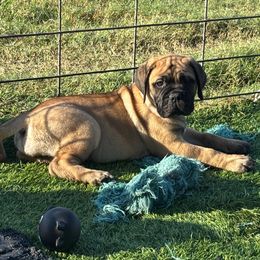 Light Pink - Red fawn female Bullmastiff puppy in Cedar Creek, Texas from Jenkins Family Bullmastiffs