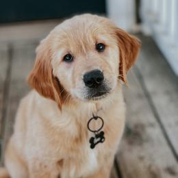Golden Retriever Puppies from Morgan’s Heart of Gold Retrievers