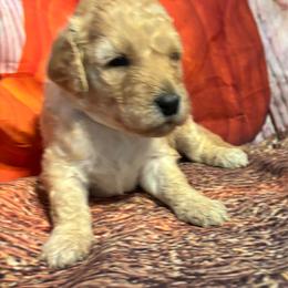 Brown girl - Apricot female Goldendoodle puppy in Colorado Springs, Colorado from Pikes Peak Doodles