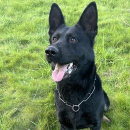 Xia - German Shepherd