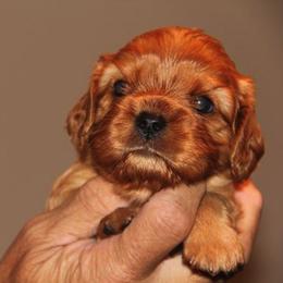 Cavalier King Charles Spaniels from SunRize Cavaliers