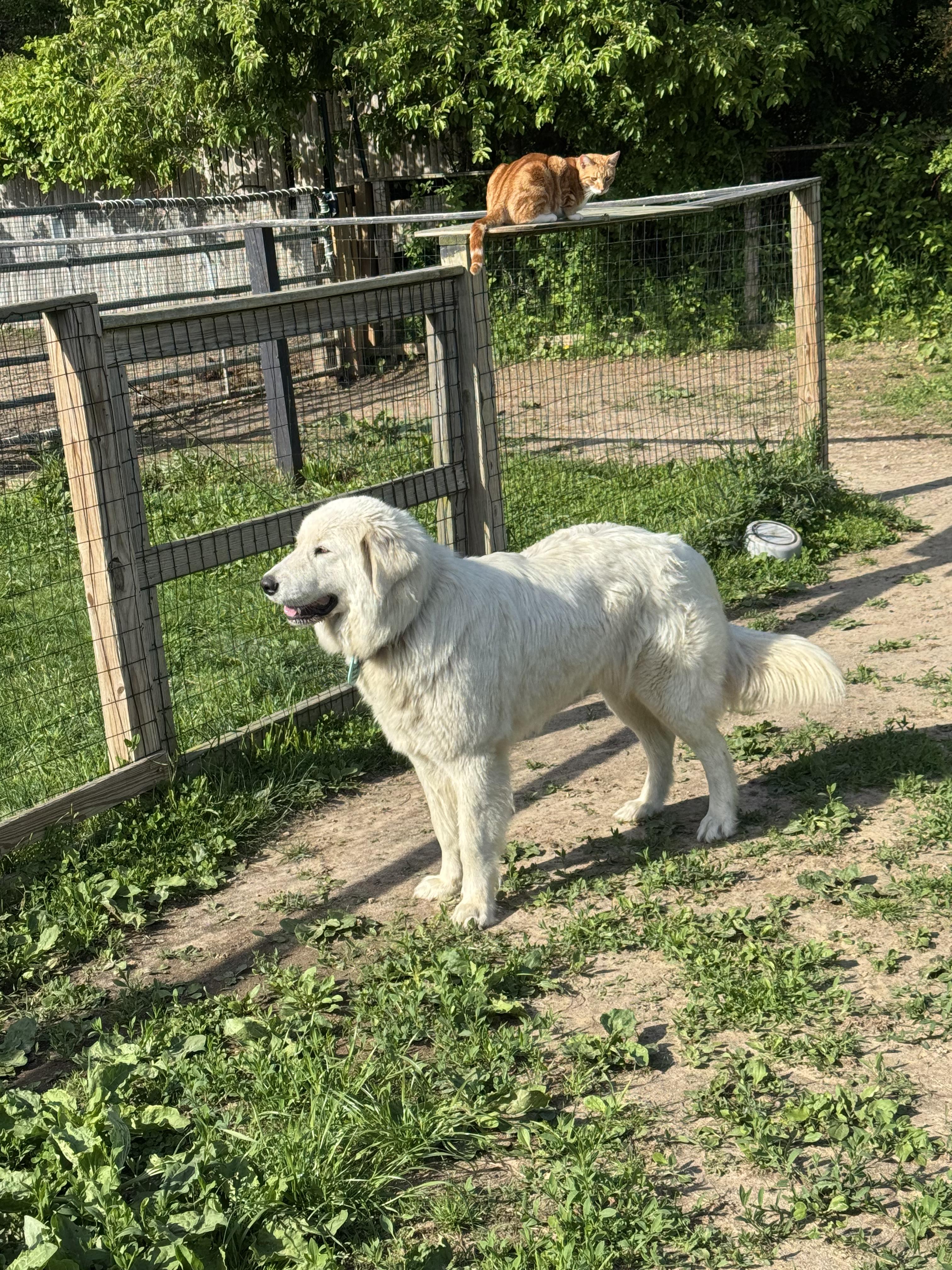 Comet