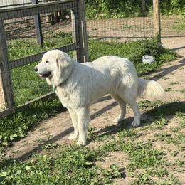Comet - Maremma Sheepdog