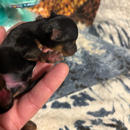Boy 1 - Blue and gold male Yorkshire Terrier puppy in Brandenburg, Kentucky from Lil Amazing Paws Yorkshire Terriers