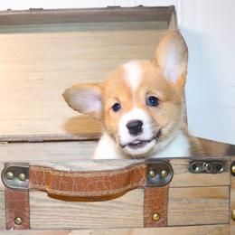 AKC Grey ID Girl - Red female Pembroke Welsh Corgi puppy in Ash Flat, Arkansas from Arkansas Corgis
