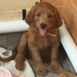 Chanel - Red  female Goldendoodle puppy in Las Vegas, Nevada from Puppies of the West