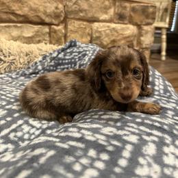 Roscoe - Dapple male Dachshund puppy in Stilwell, Oklahoma from B & K Dachshunds