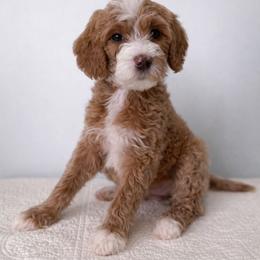 Nutmeg - Red  female Goldendoodle puppy in Stanford, Kentucky from Holloway Goldendoodles