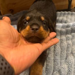 Black - Black and rust female Rottweiler puppy in Oakland, Tennessee from House of Blu