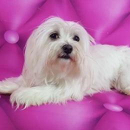 Maltese, Maltipoos, Poodles, and Yorkshire Terriers from Michael Chang's Breeding Program