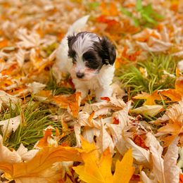 Sally - White Maltipoo puppy in Allentown, Pennsylvania from Maltipoos by Poodles Are Mixy