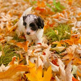 Sally - White Maltipoo puppy in Allentown, Pennsylvania from Maltipoos by Poodles Are Mixy