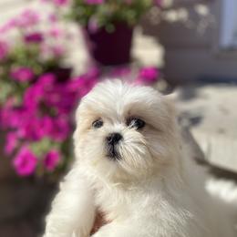 Girl 4 Gigi - White female Shih Tzu puppy in Troy, Michigan from "Shihtzu Best Friend"