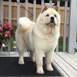 FAITH - Chow Chow