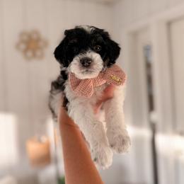 Taal - Black and white male Bernedoodle puppy in Cold Spring, Minnesota from A.N.A. Doodles