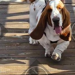 Basset Hound All Grown Up from Camp Nuckols Basset Hounds