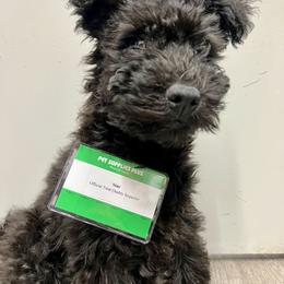 Chinese Shar-Pei and Pumi Puppies from Nixie Kennels