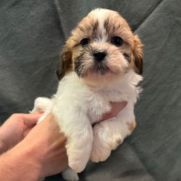 Montana - Brown and white male Shichon puppy in Onawa, Iowa from Parico Puppies
