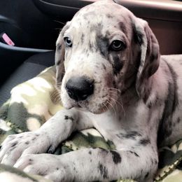 Great Danes from Long Hall Danes