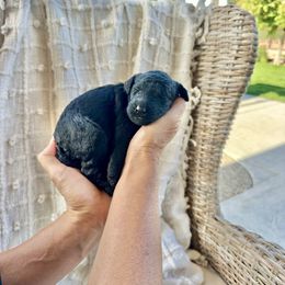 Stanley - Black male Bernedoodle puppy in Yuba City, California from Ranch House Doodles
