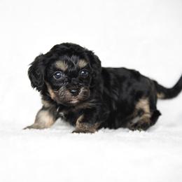 Girl 1 - Black and tan female Cavapoo puppy in Lawton, Oklahoma from Lindsey’s Cavies