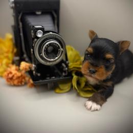 Nory - Black and tan male Yorkshire Terrier puppy in Hastings, Nebraska from Promise Land Pets