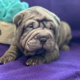 Coco - Chocolate dilute female Chinese Shar-Pei puppy in China, Michigan from Blackwitch Farms