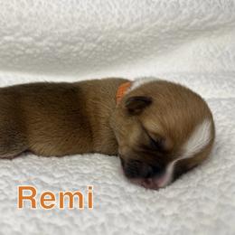 Pembroke Welsh Corgi Puppies from Corgi Lover Crew