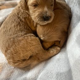 Goldendoodle Puppies from Dover Family Doodles