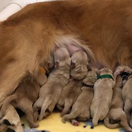Golden Retriever Puppies from Stonewood Goldens