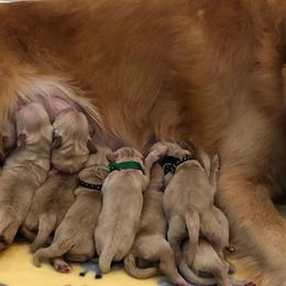 Golden Retriever Puppies from Stonewood Goldens
