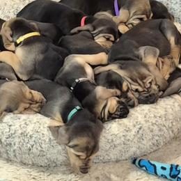 Bloodhounds from Treasures Kennels