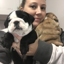 Bulldog, French Bulldog, and Pug Puppies from Royal destiny kennels