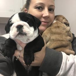 Bulldog, French Bulldog, and Pug Puppies from Royal destiny kennels